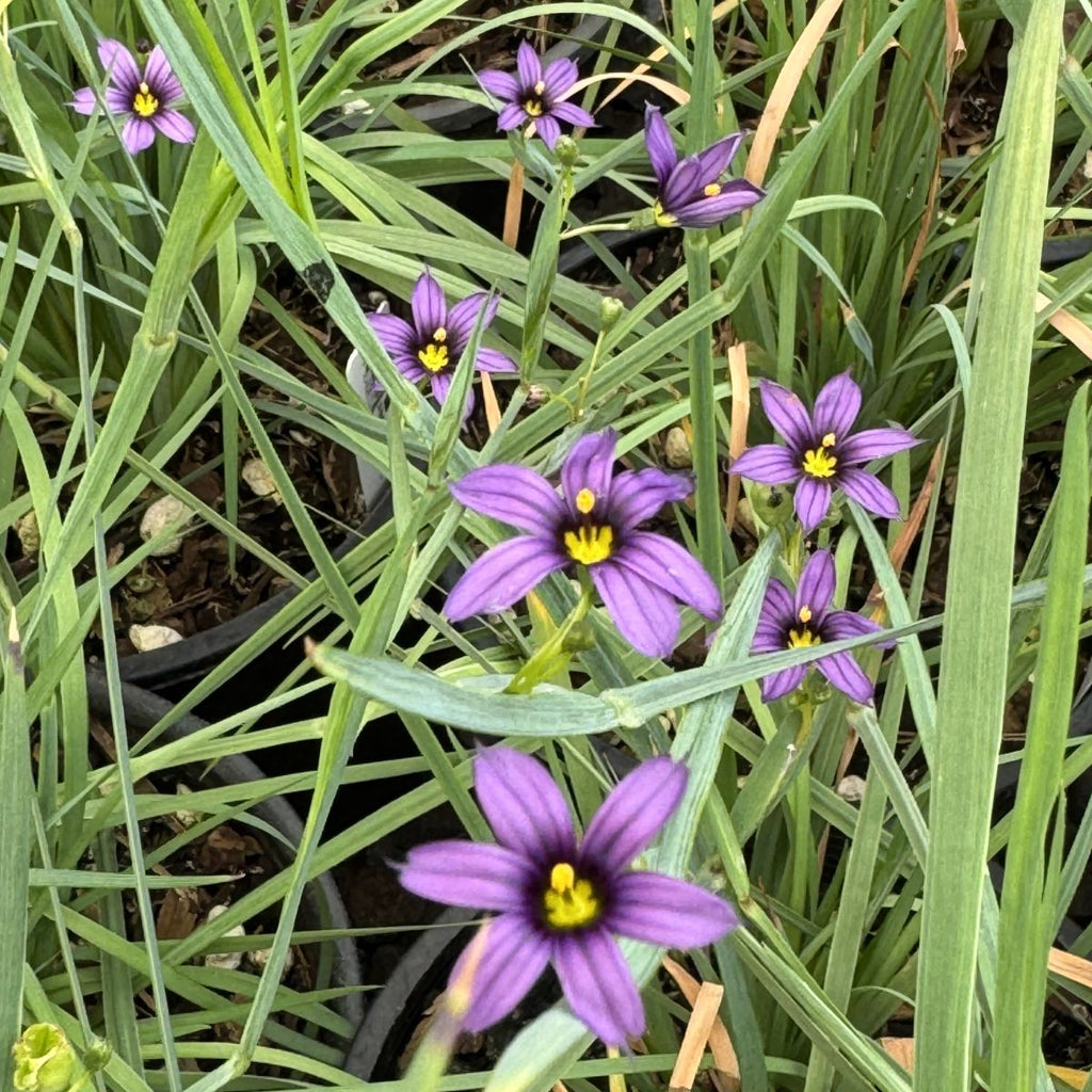 Sisyrinchium idahoense