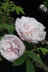 Rosa rugosa 'Snow Pavement' (white) – Loen Nursery, Inc.