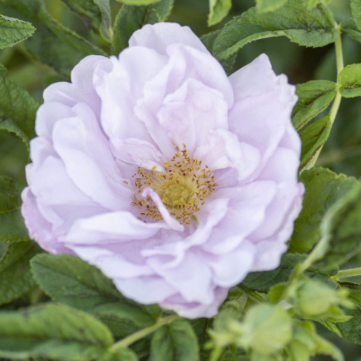 Rosa rugosa 'Snow Pavement' (white)