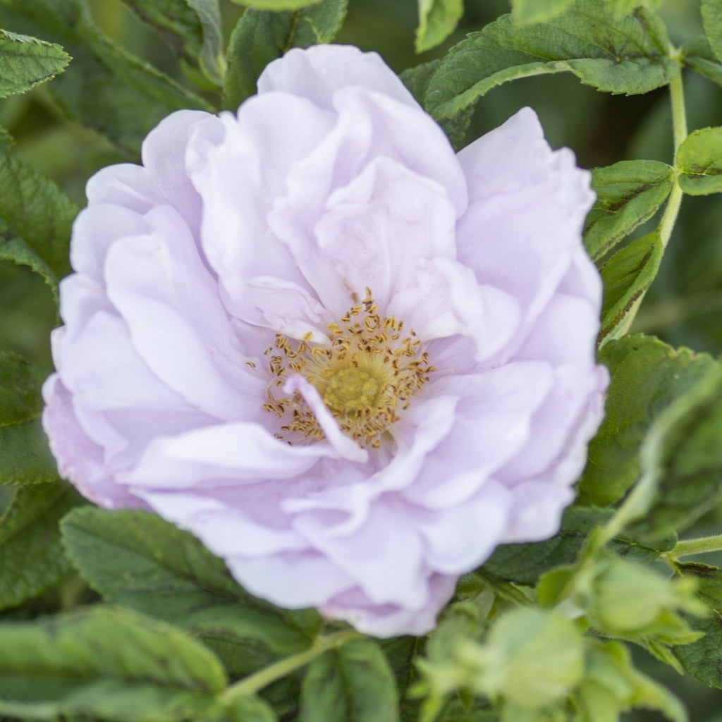 Rosa rugosa 'Snow Pavement' (white)