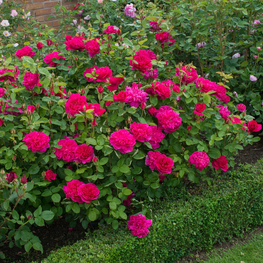 Rosa David Austin® 'Sophy's Rose' PP11422 (pink/red)