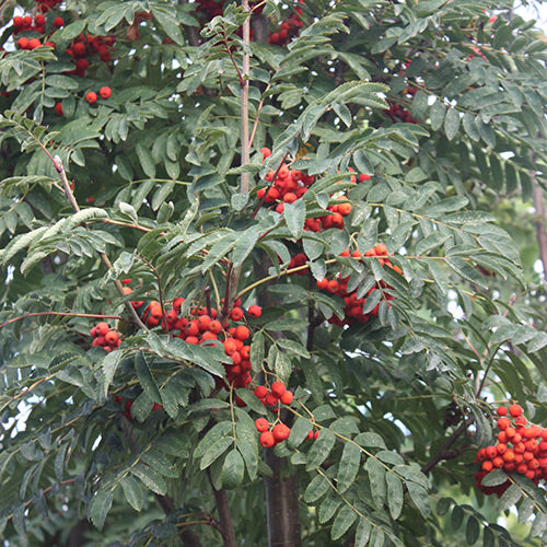 Sorbus aucuparia