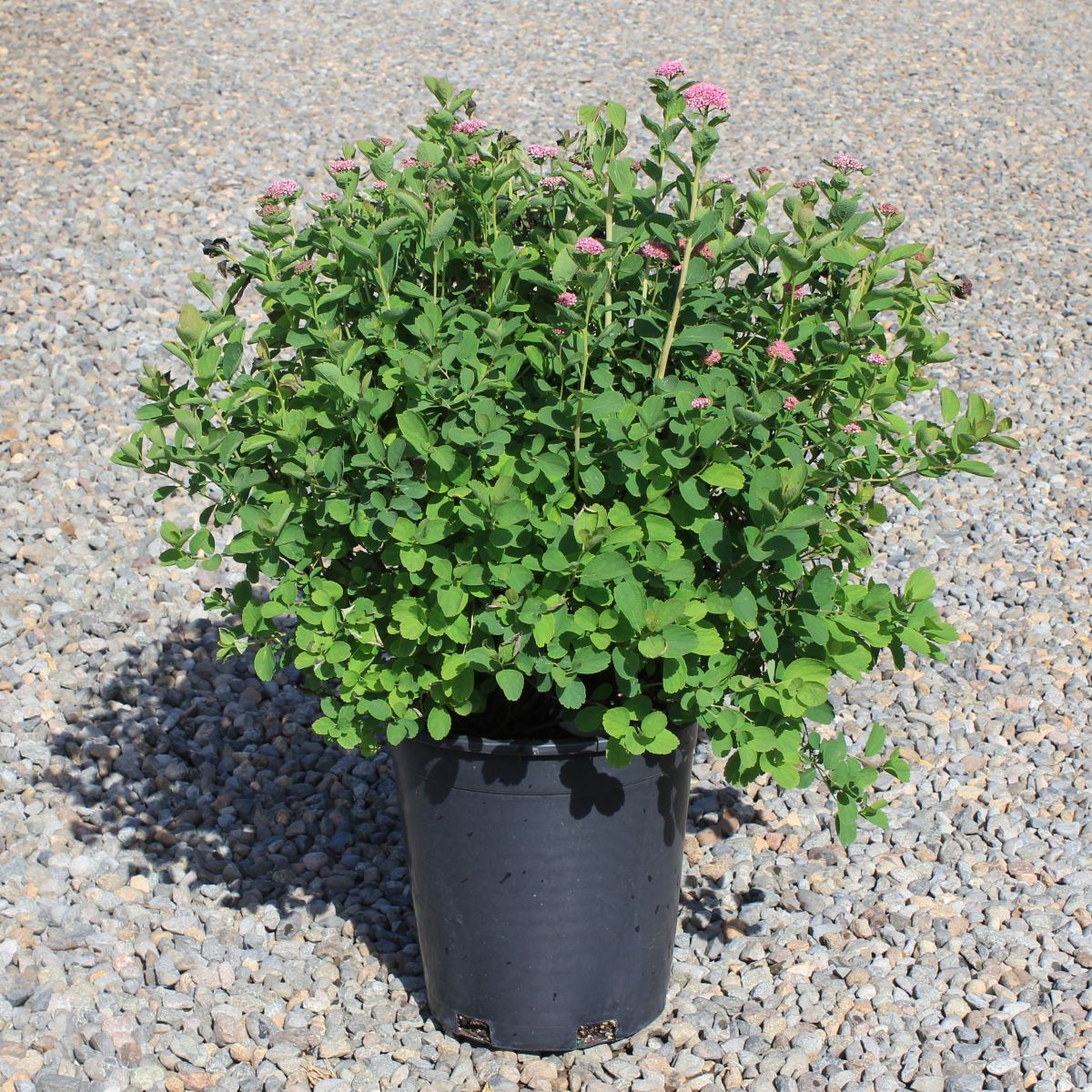 Spiraea betulifolia