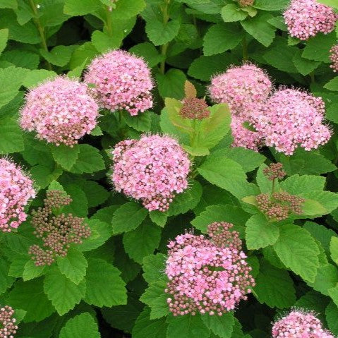 Spiraea densiflora