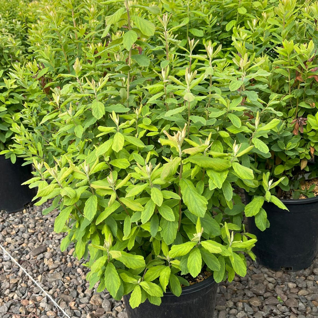 Spiraea douglasii