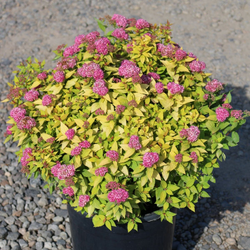 Spiraea j. 'Dakota Goldcharm'®
