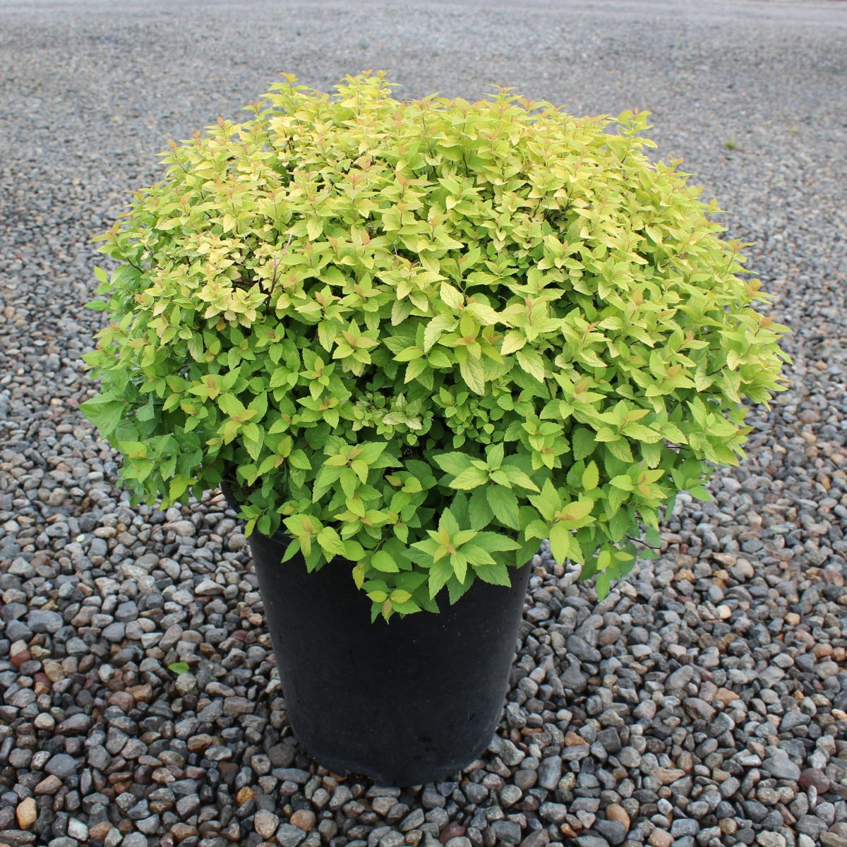 Spiraea j. 'Dakota Goldcharm'®
