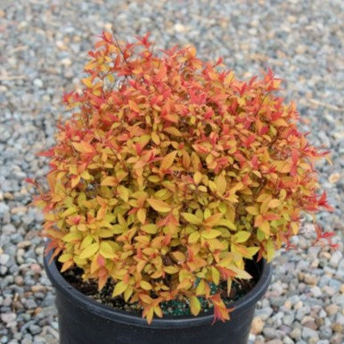 Spiraea j. 'Flaming Mound'