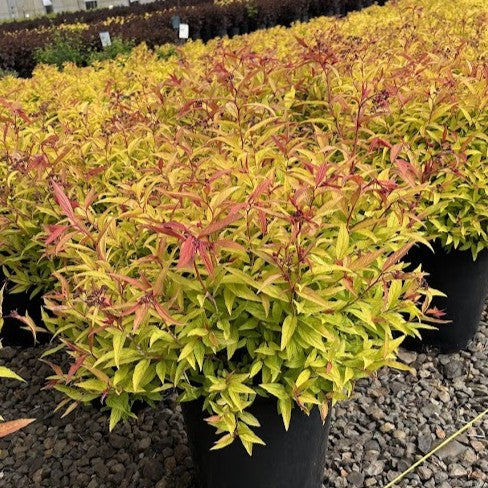 Spiraea j. 'Lemon Princess'