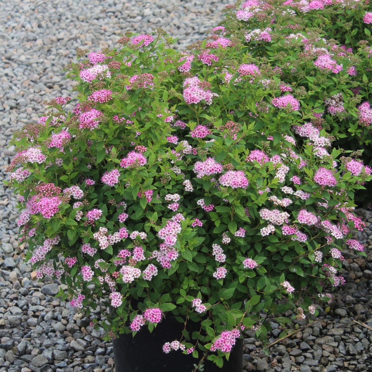Spiraea j. 'Little Princess'