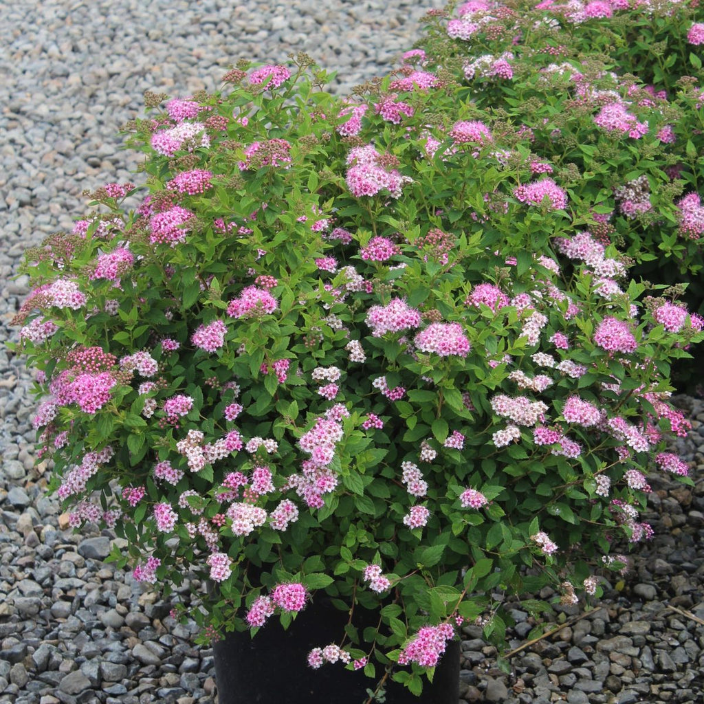 Spiraea j. 'Little Princess'