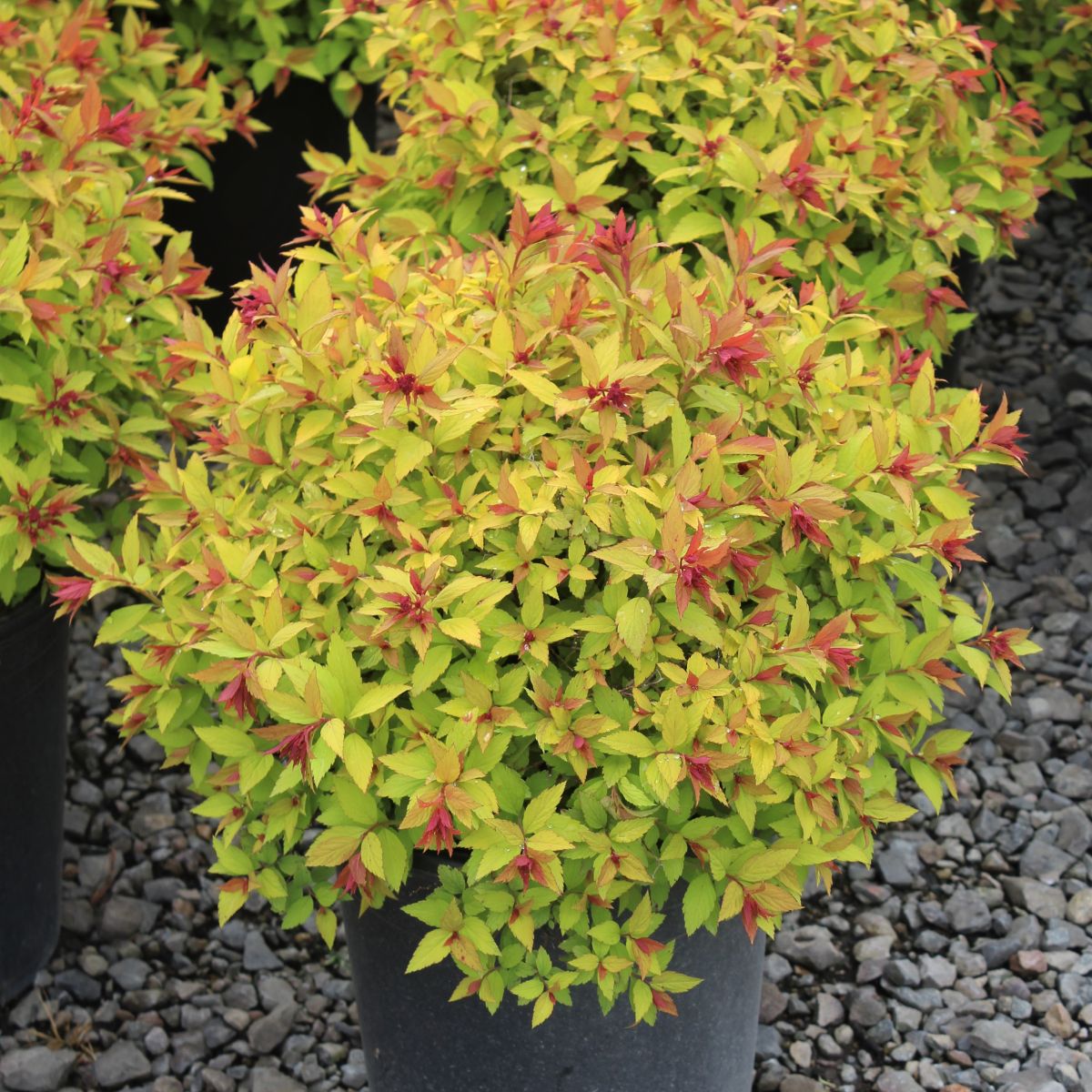 Spiraea j. 'Magic Carpet' PP9363