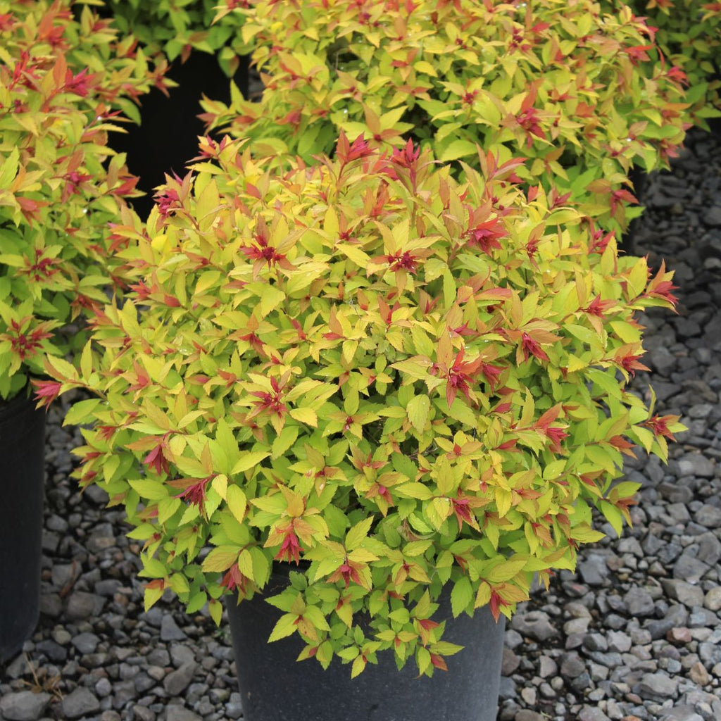 Spiraea j. 'Magic Carpet' PP9363