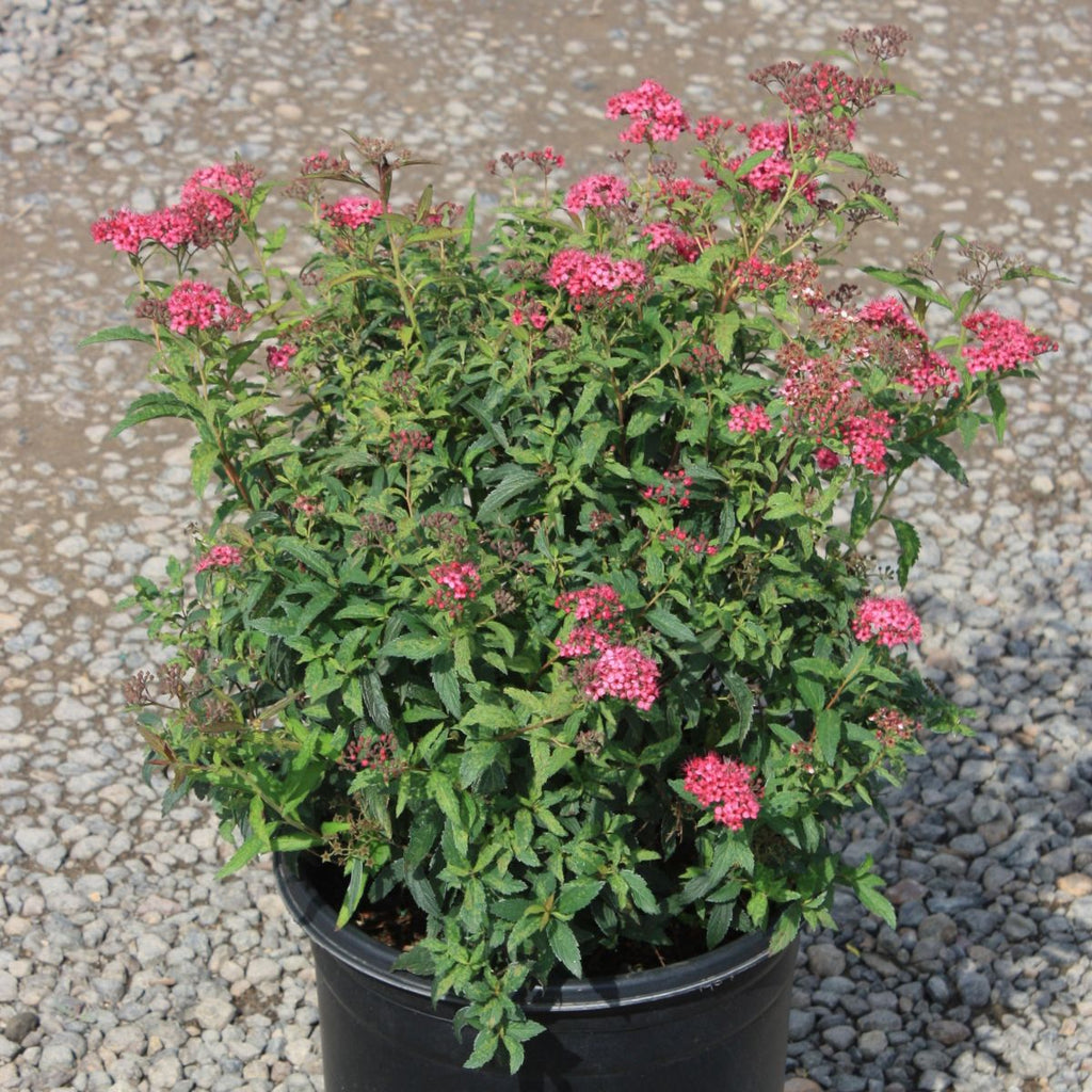 Spiraea j. 'Neon Flash'