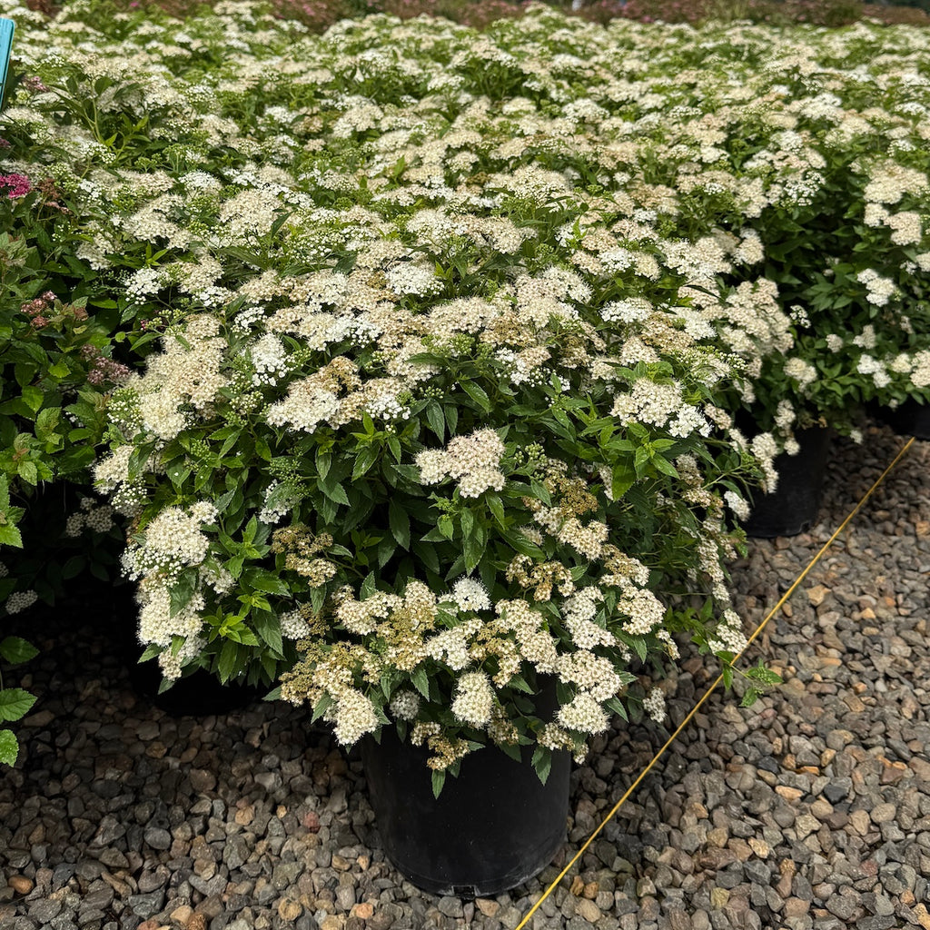 Spiraea j. 'Yeti™' PP28999