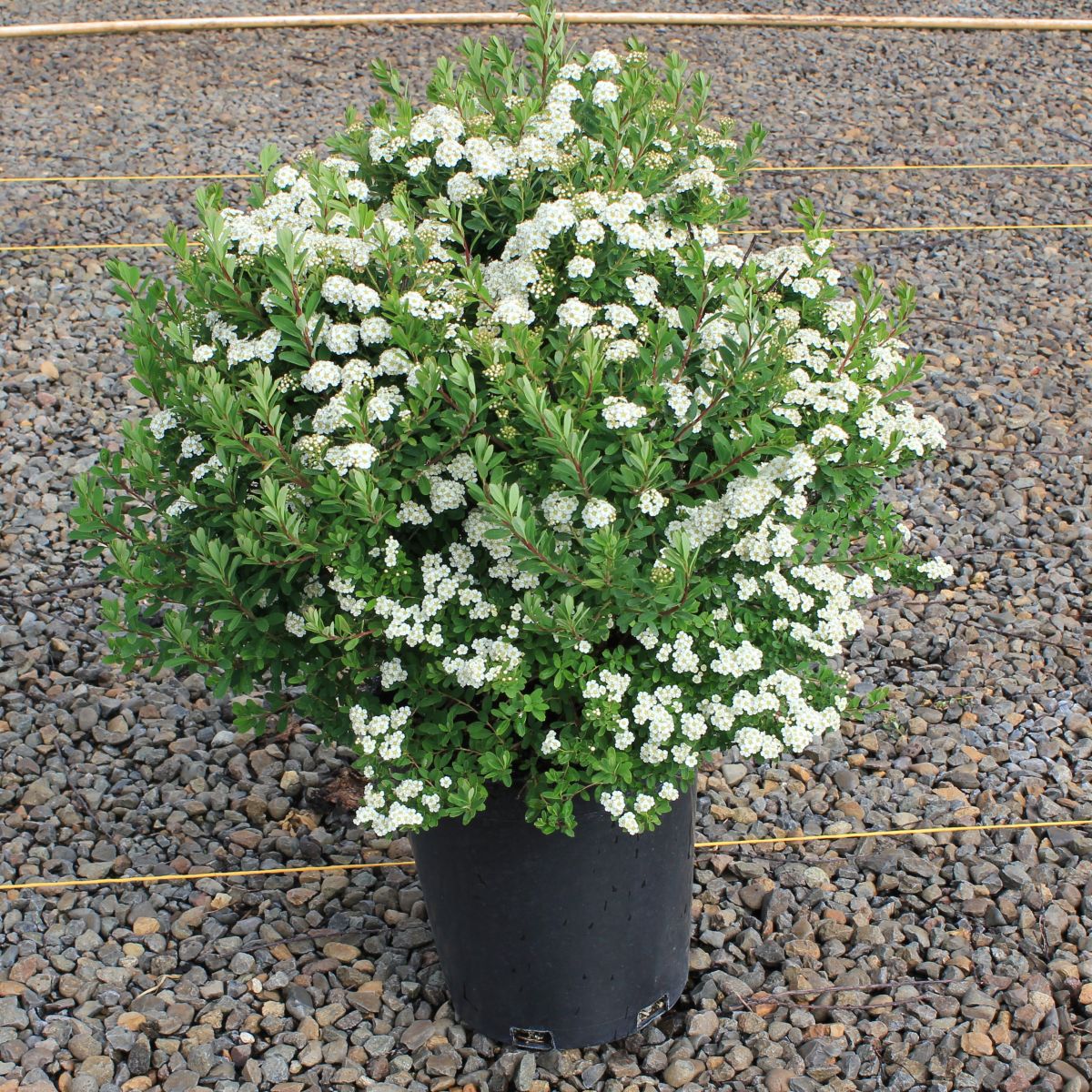Spiraea n. 'Snowmound'