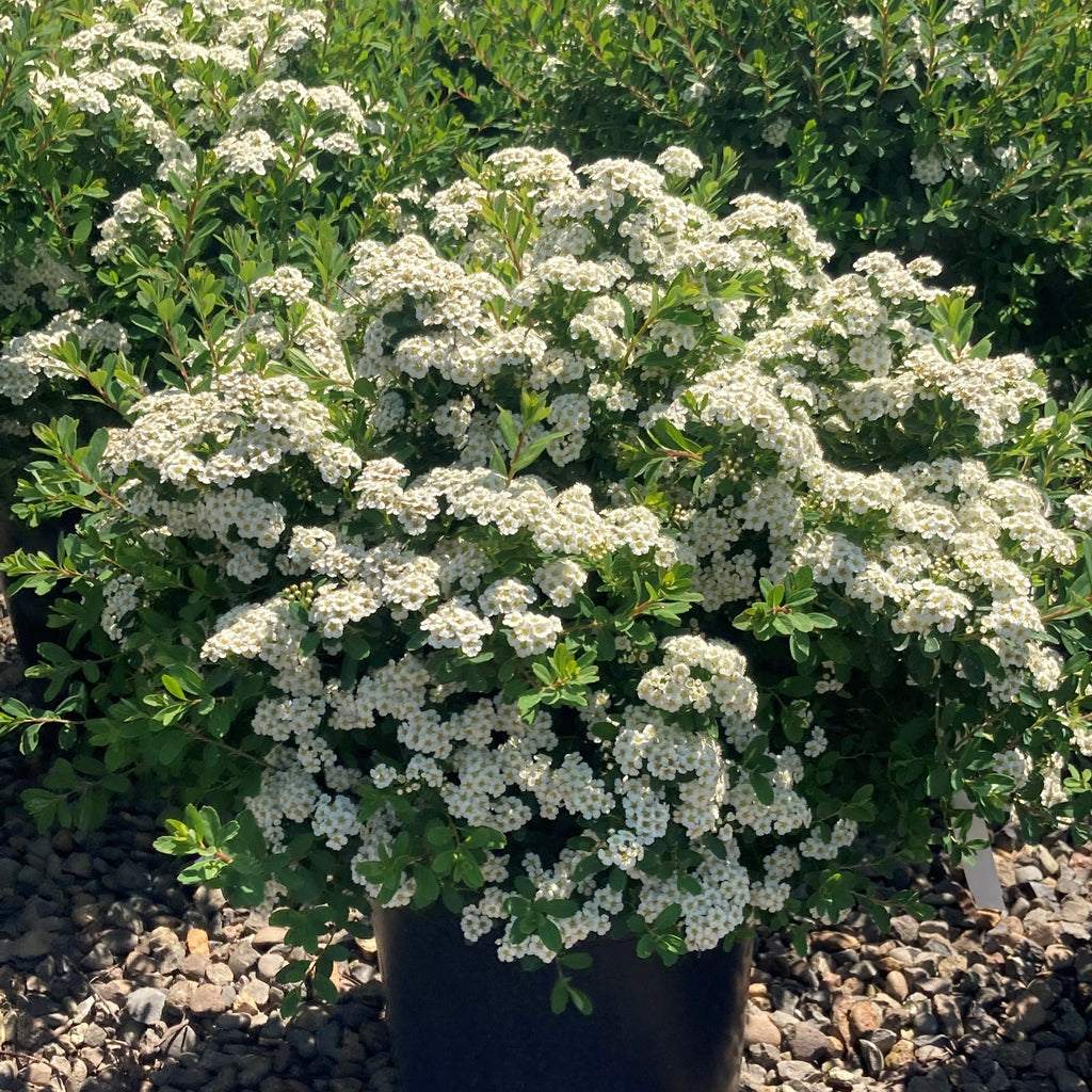 Spiraea n. 'Snowmound'
