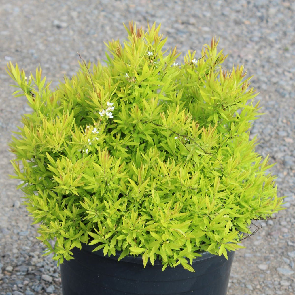 Spiraea th. 'Mellow Yellow'