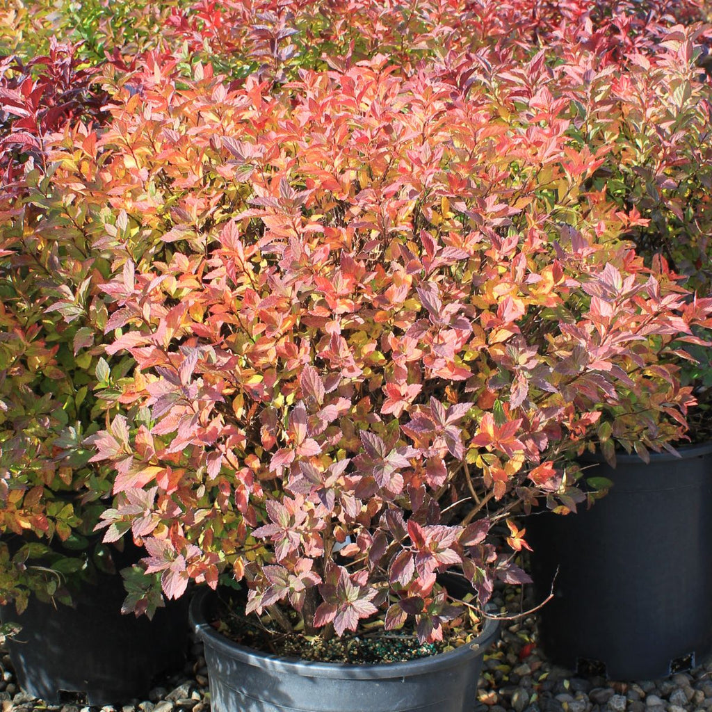 Spiraea x b. Superstar™ FIRST EDITIONS® PP22432