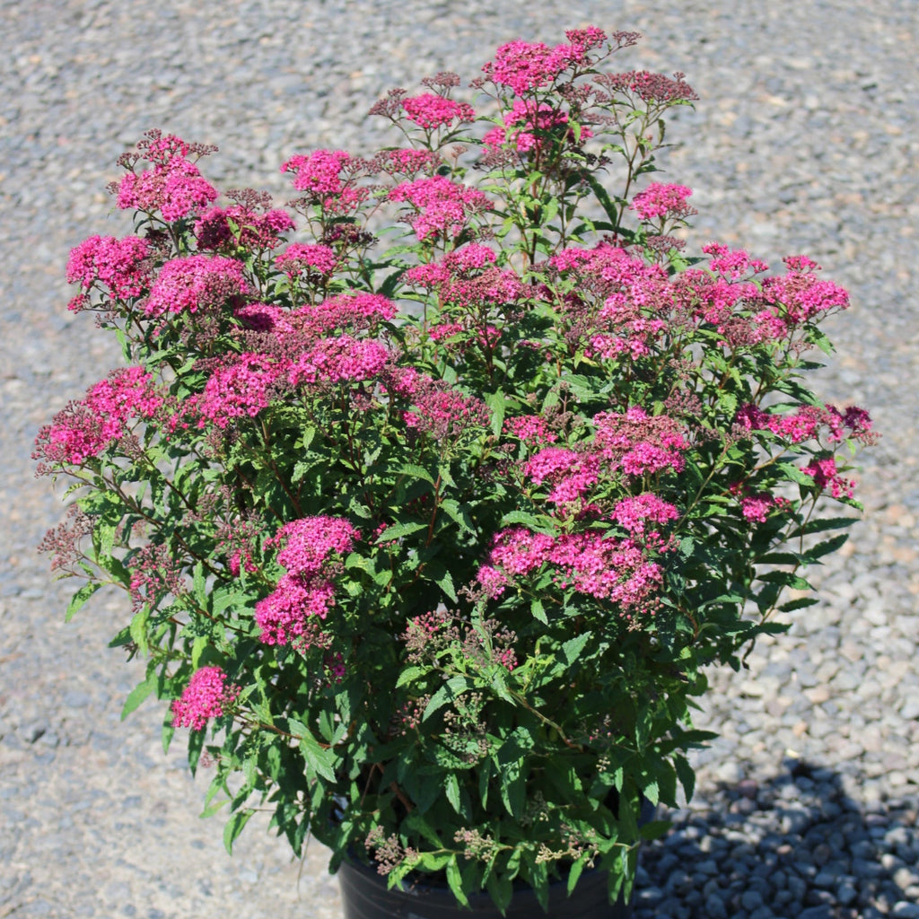 Spiraea x b. 'Anthony Waterer'