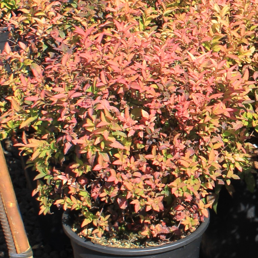 Spiraea x b. 'Goldflame'