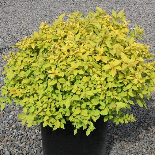 Spiraea x b. 'Goldmound'