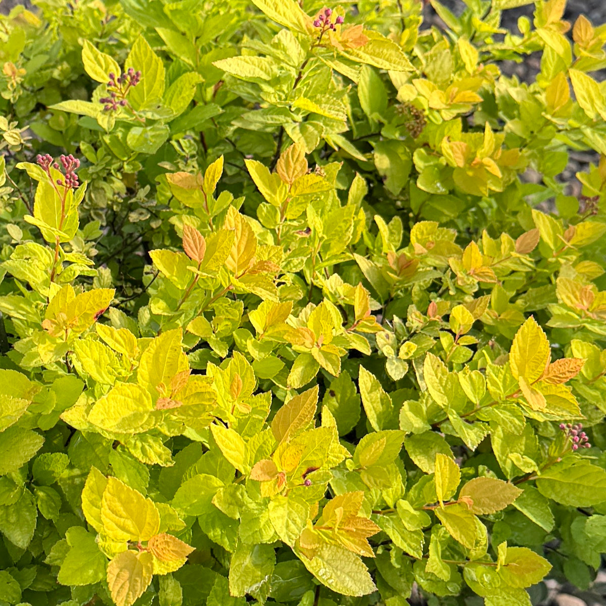Spiraea x b. 'Limemound'®