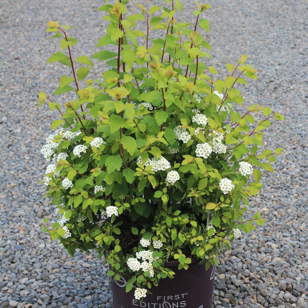Spiraea x vanhouttei Firegold® FIRST EDITIONS® PP19308