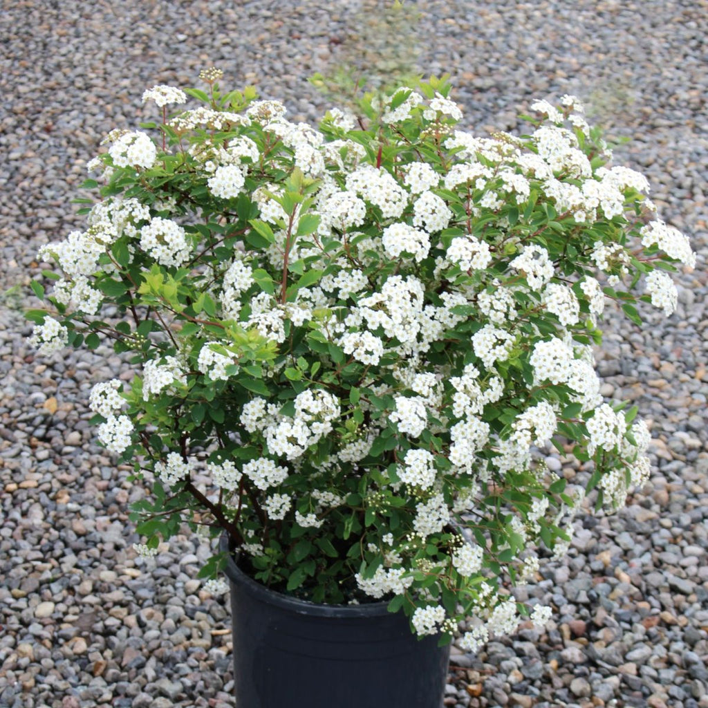 Spiraea x vanhouttei 'Renaissance'