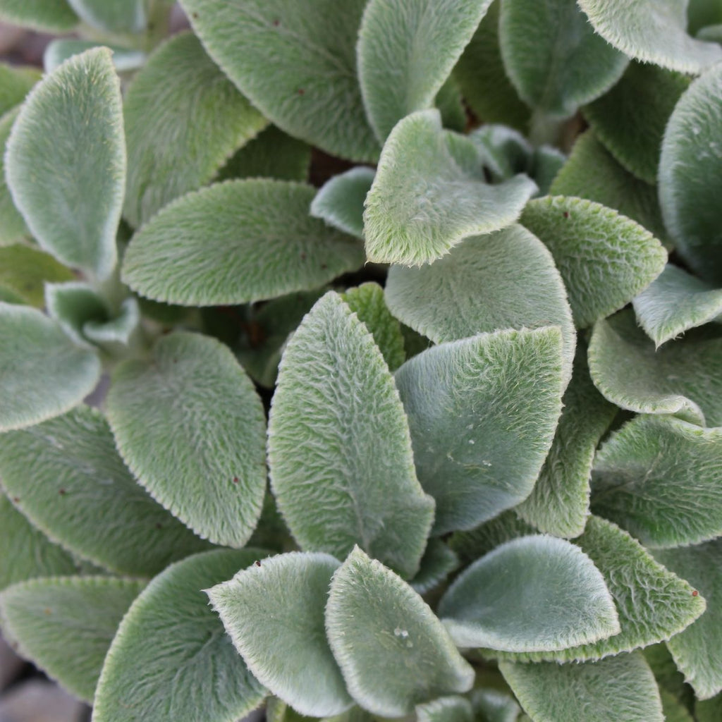 Stachys byz. 'Silver Carpet'