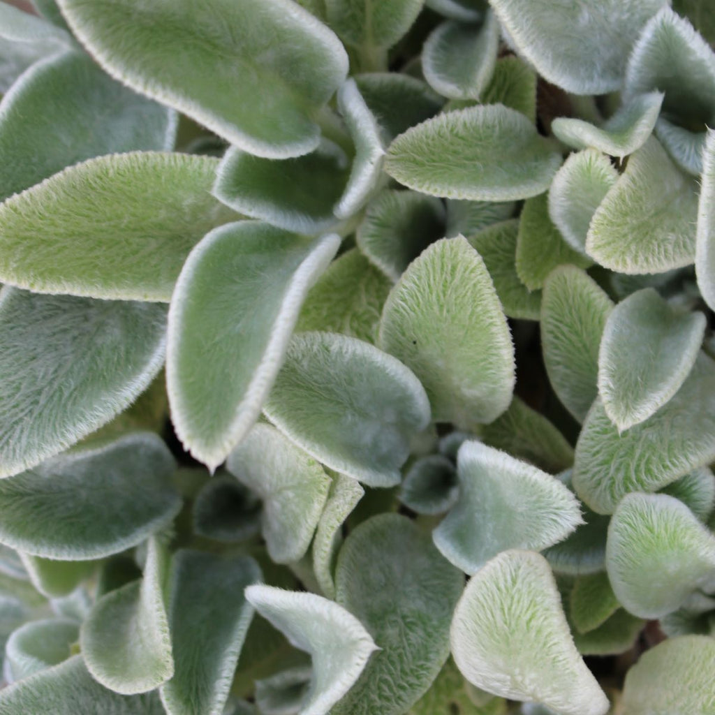 Stachys byzantina