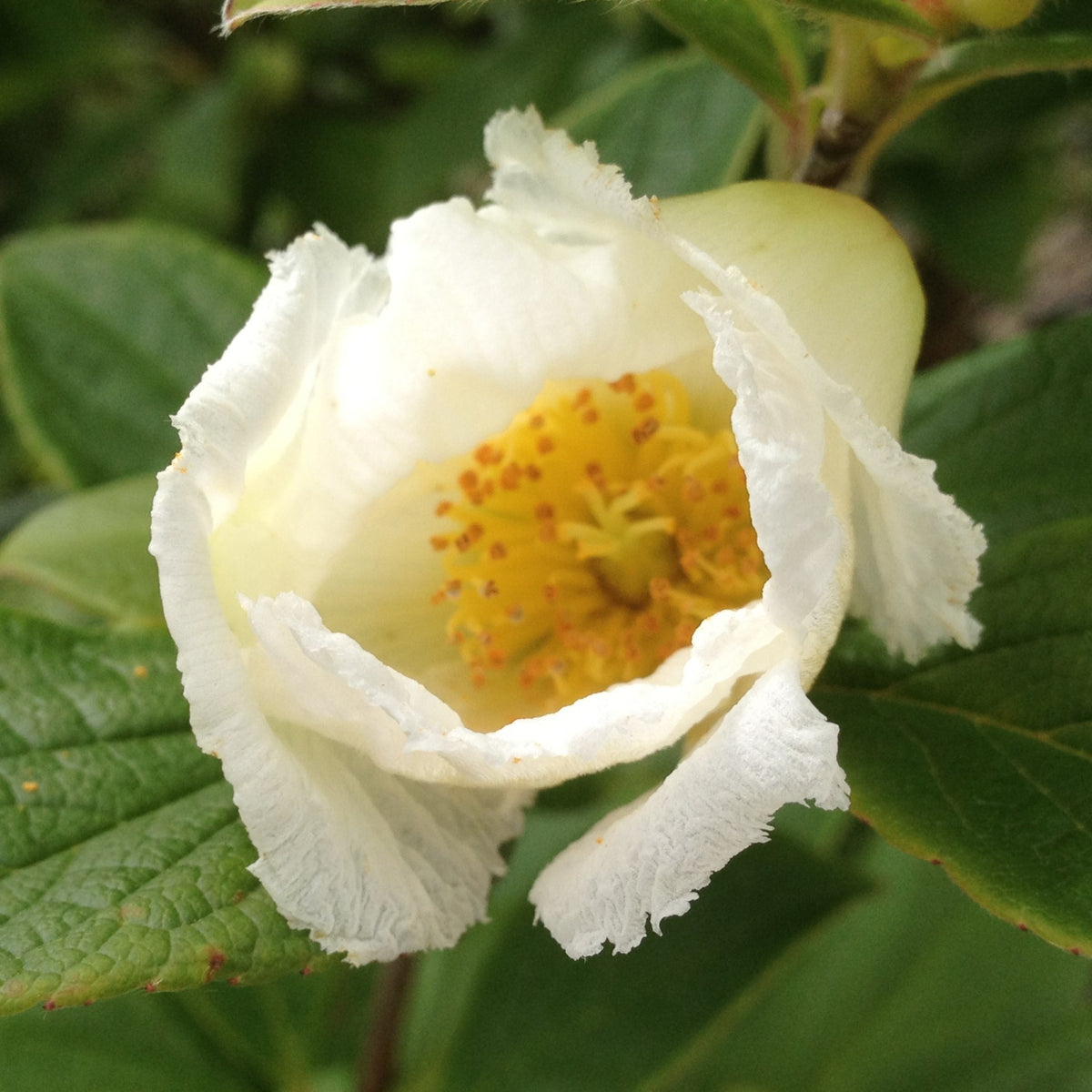 Stewartia pseudocamellia (white)