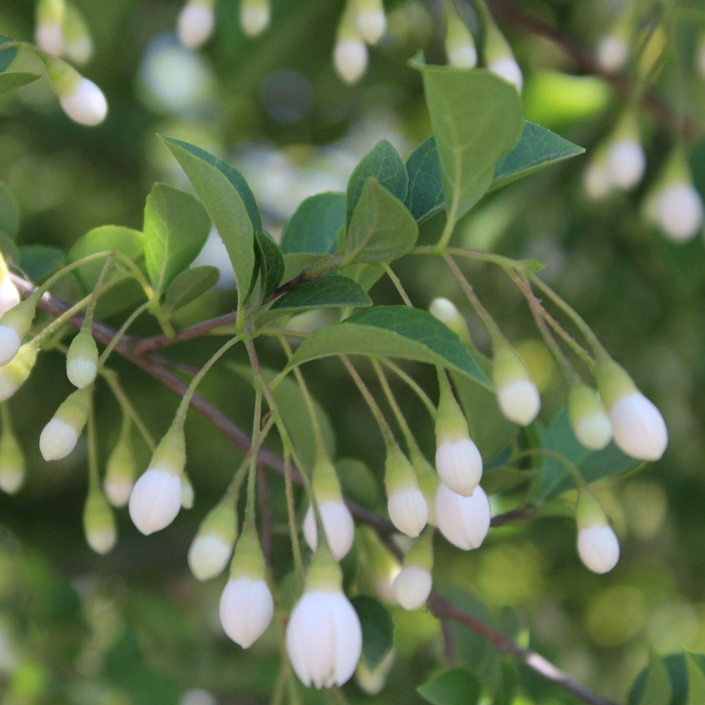 Styrax japonicus (white)
