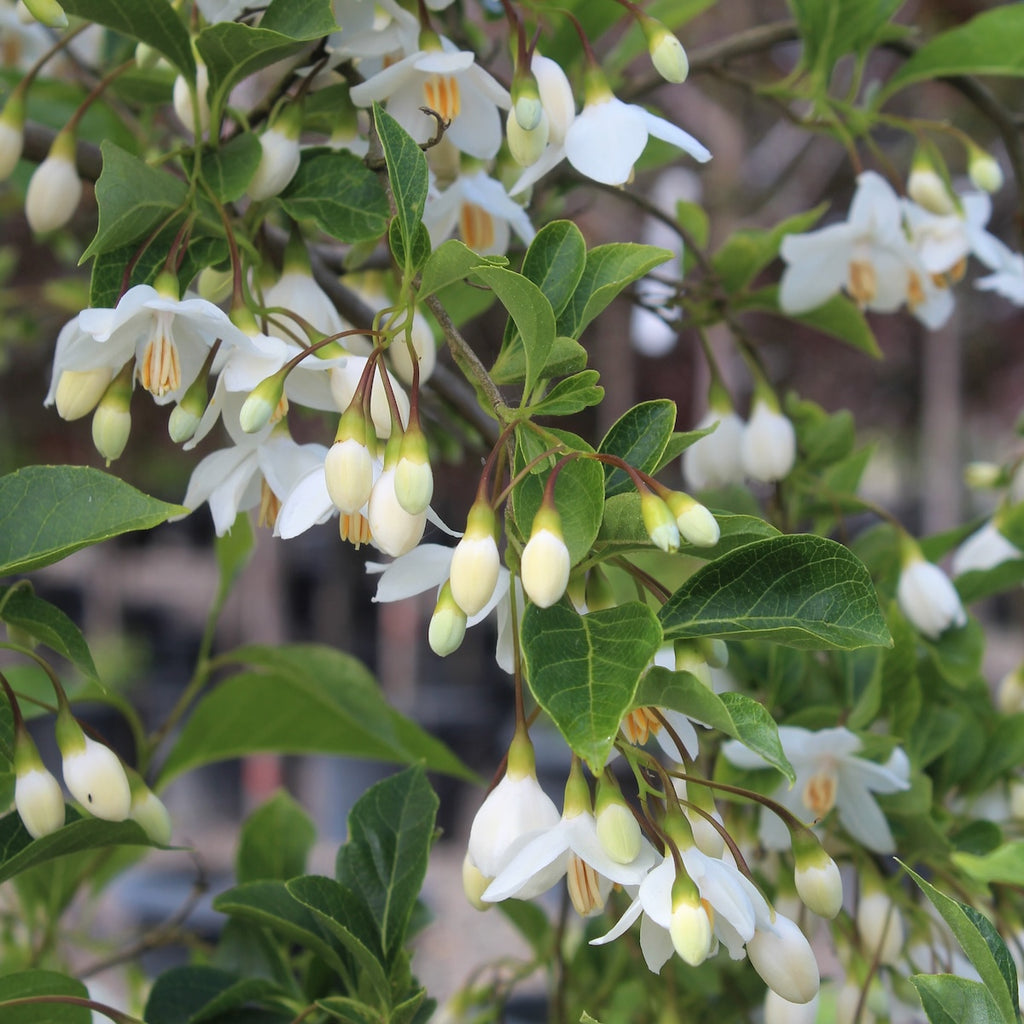Styrax japonicus (white) (BBP)