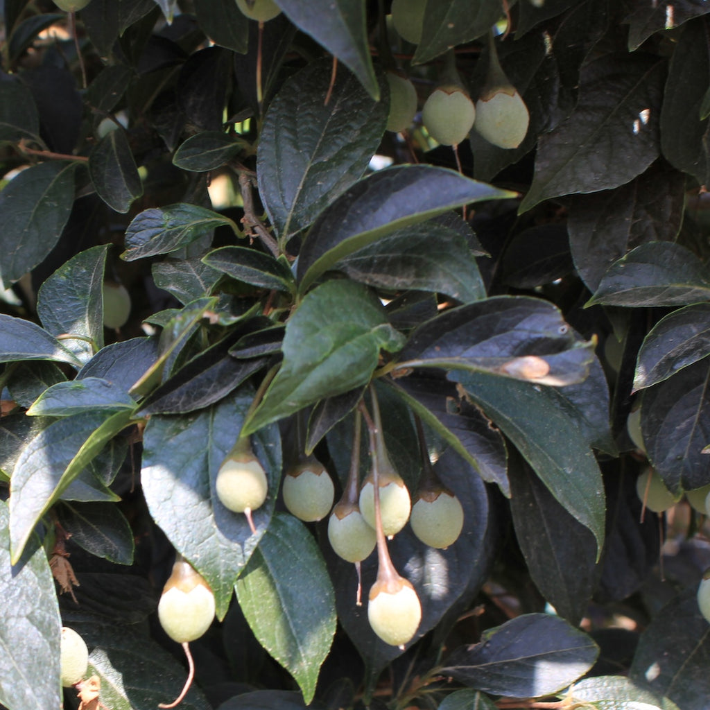 Styrax japonicus 'Evening Light' BBP