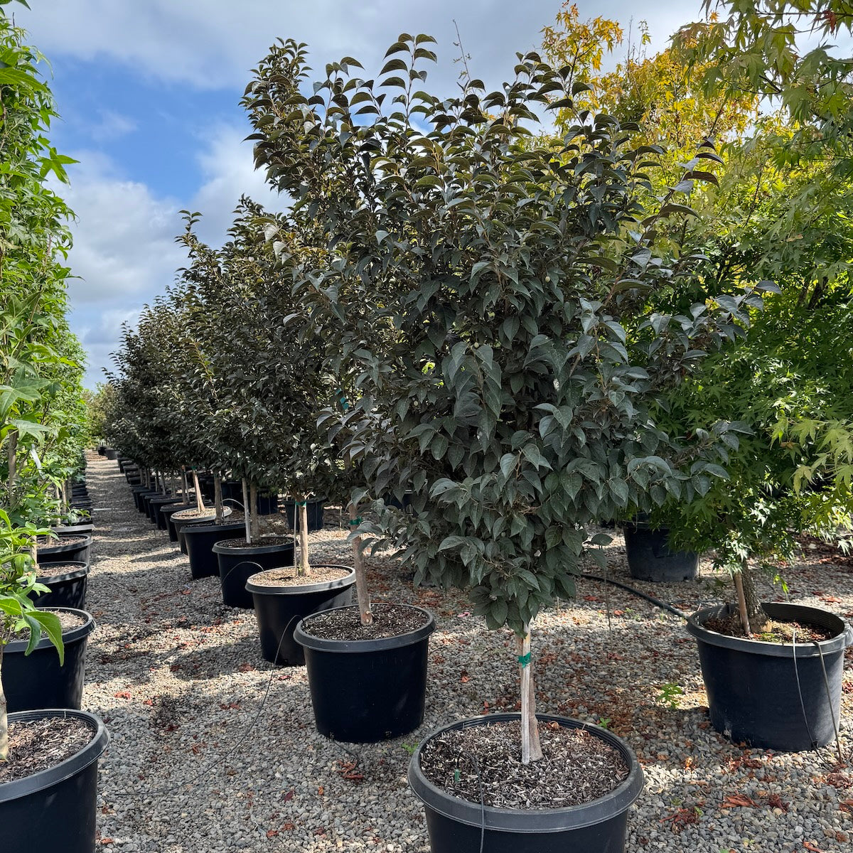 Styrax japonicus 'Evening Light' – Loen Nursery, Inc.