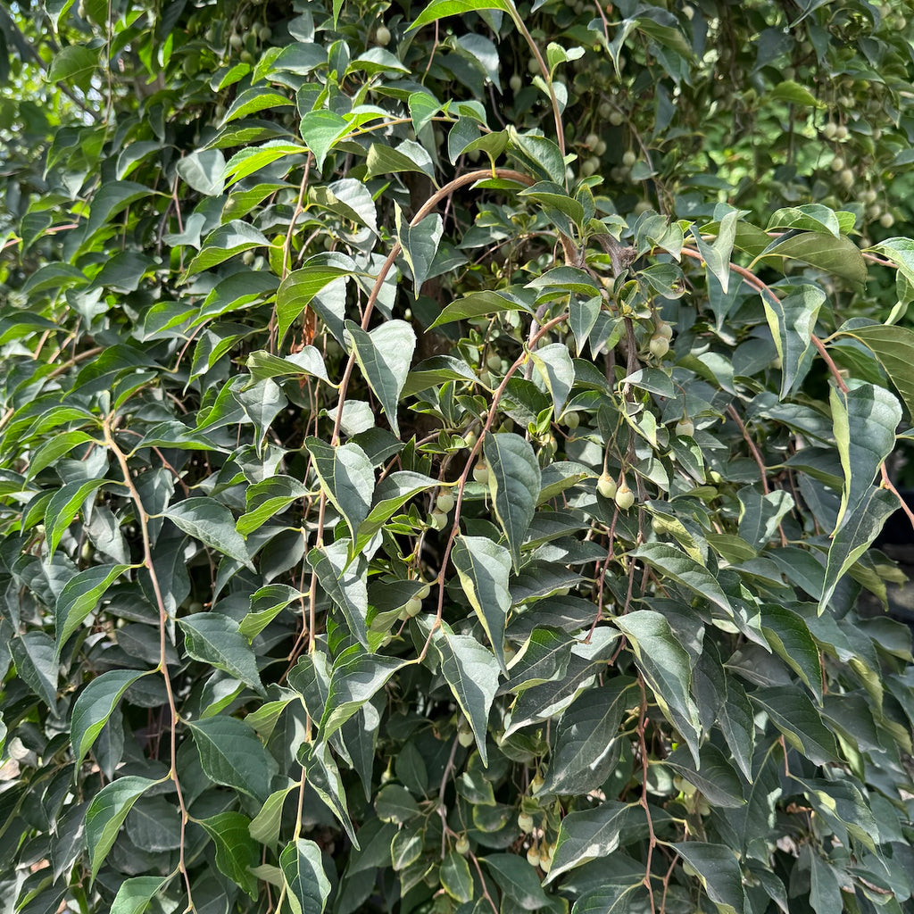 Styrax japonicus 'Fragrant Fountain' PP19664