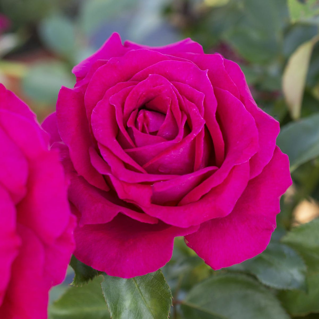Rosa grand. SWEET SPIRIT™ PP30860 (red)