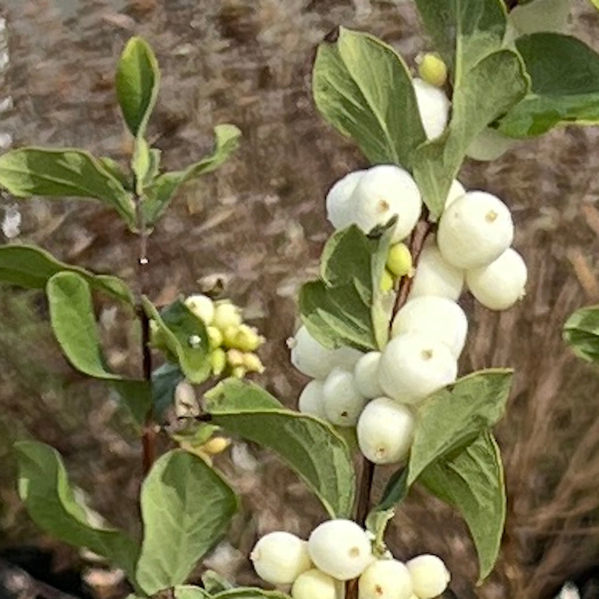 Symphoricarpos albus