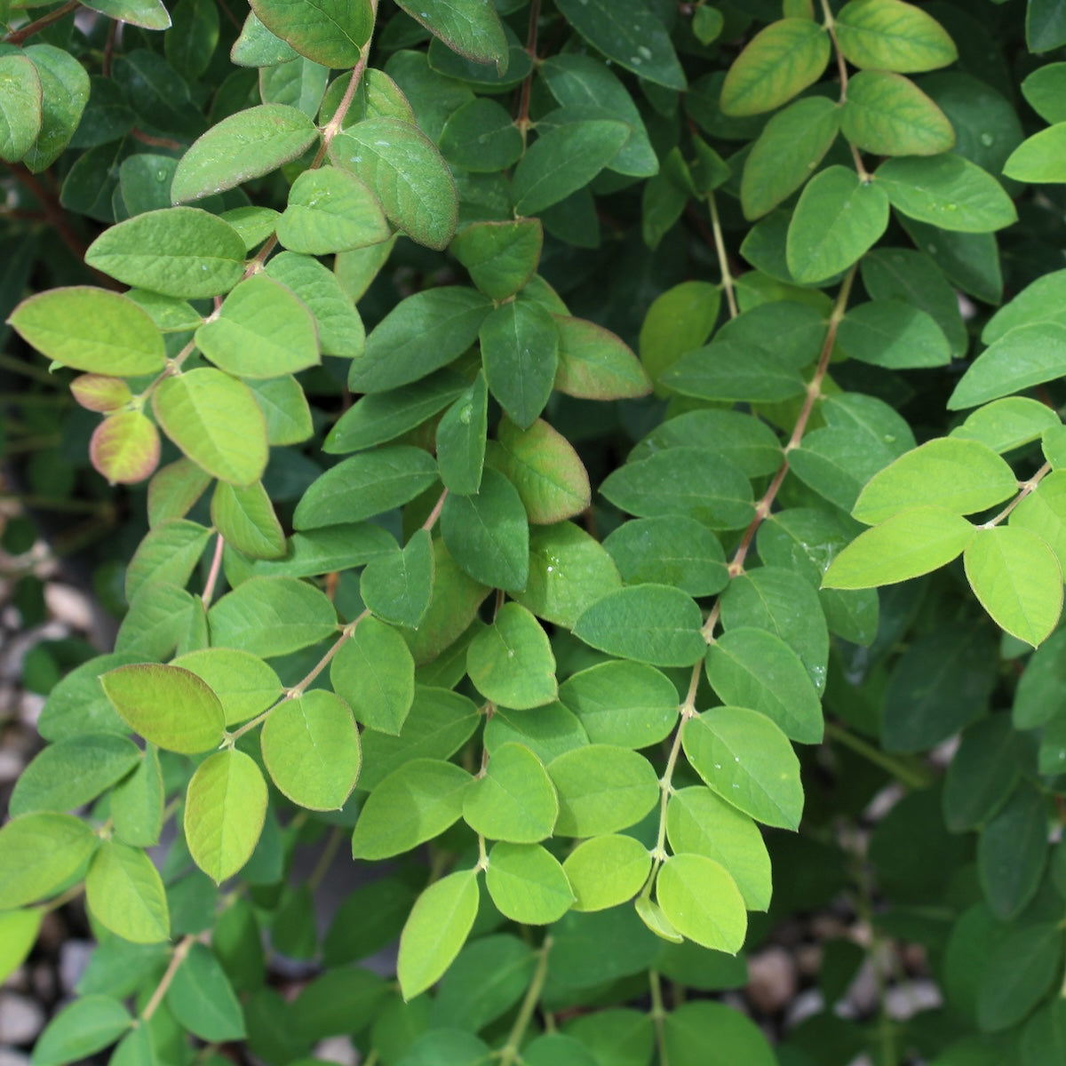 Symphoricarpos orbiculatus