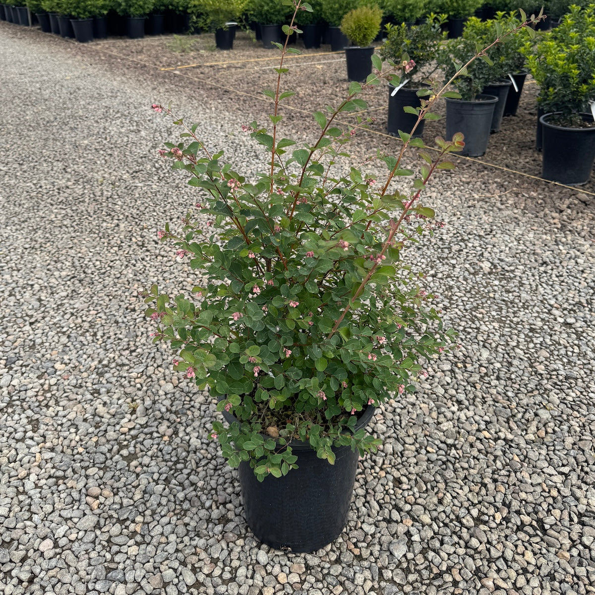 Symphoricarpos x doorenbosii 'Marleen'