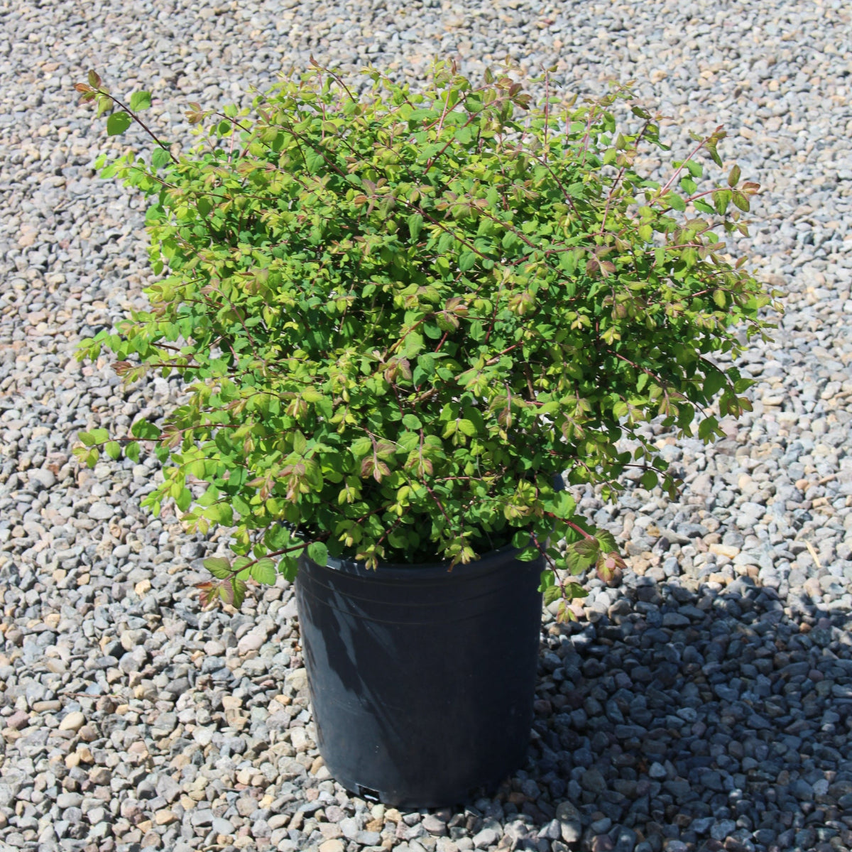 Symphoricarpos x chenaultii 'Hancock'