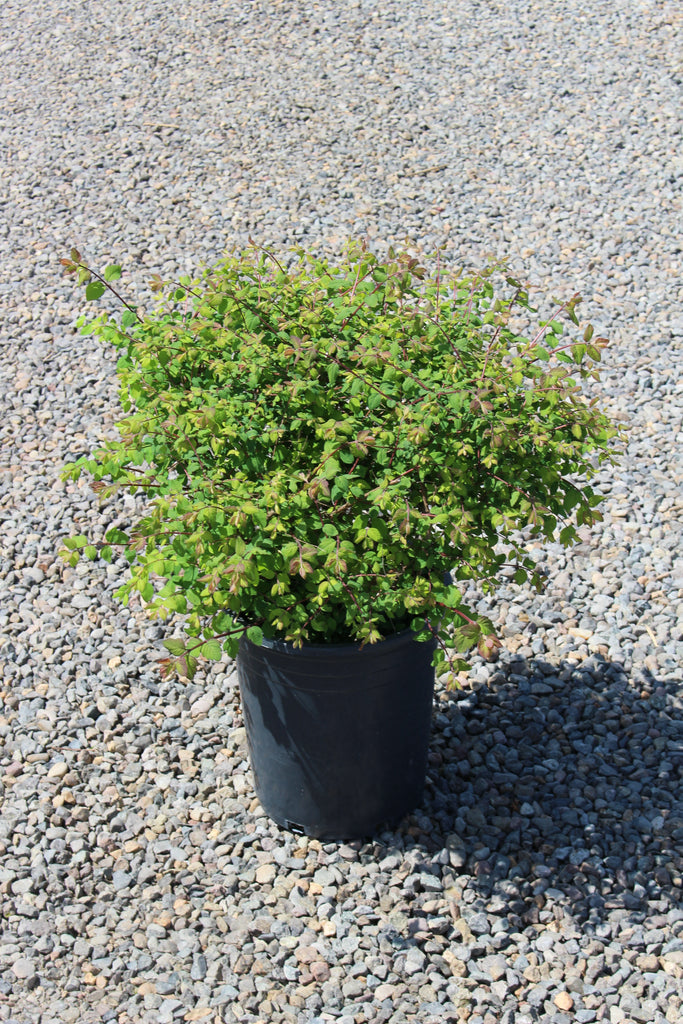 Symphoricarpos x chenaultii 'Hancock'