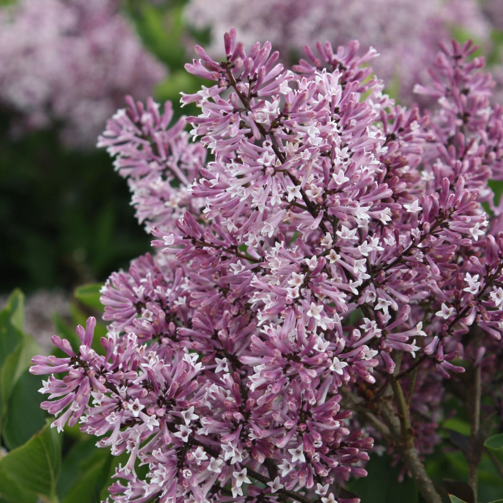 Syringa p. 'Miss Kim' (purple)