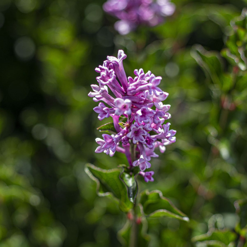 Syringa meyeri 'Palibin' (purple)