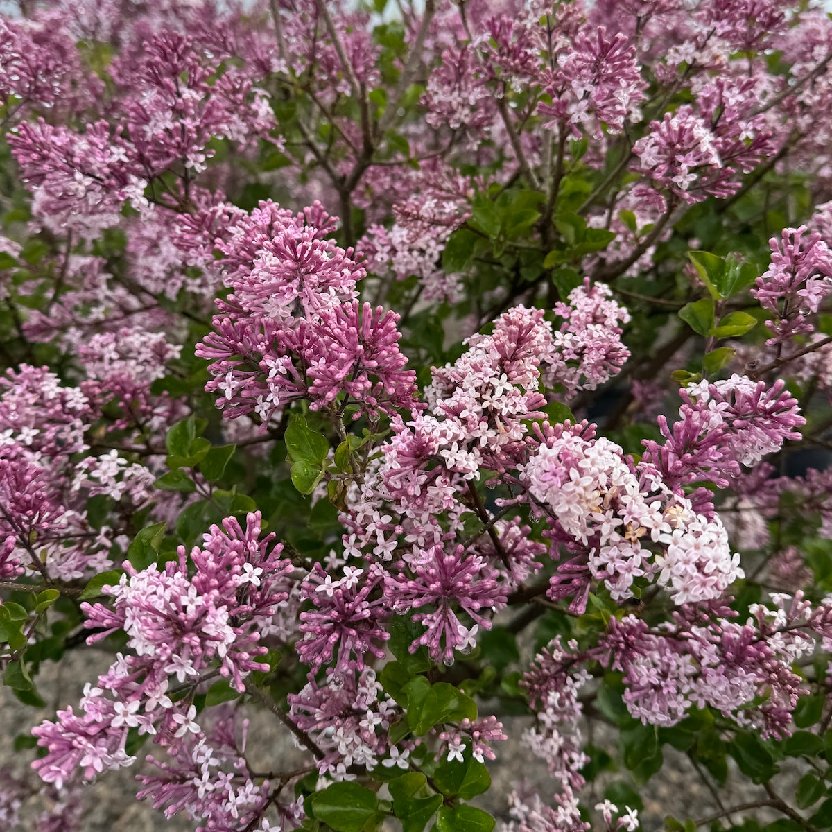 Syringa meyeri Tree Form 'Palibin' (purple), STD 36"