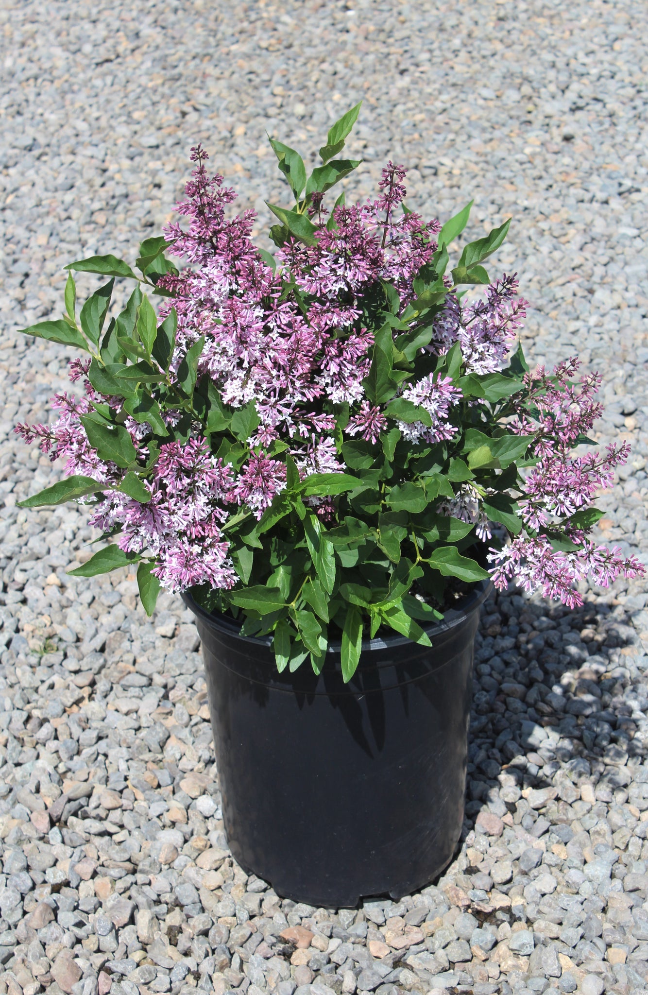 Syringa p. 'Miss Kim' (purple) – Loen Nursery, Inc.