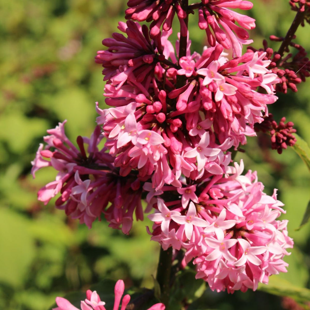 Syringa p. 'Miss Canada' (pink)