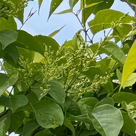 Syringa ret. 'Ivory Silk'® (white)