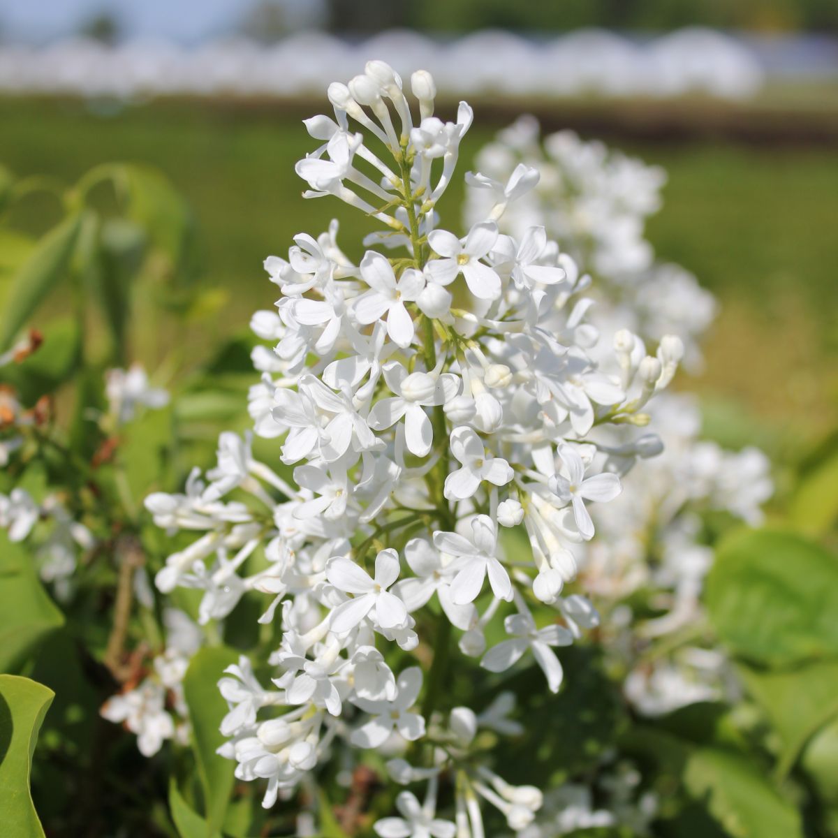 Syringa vulgaris Bloomables® 'NewAge White' PP32670 (white)
